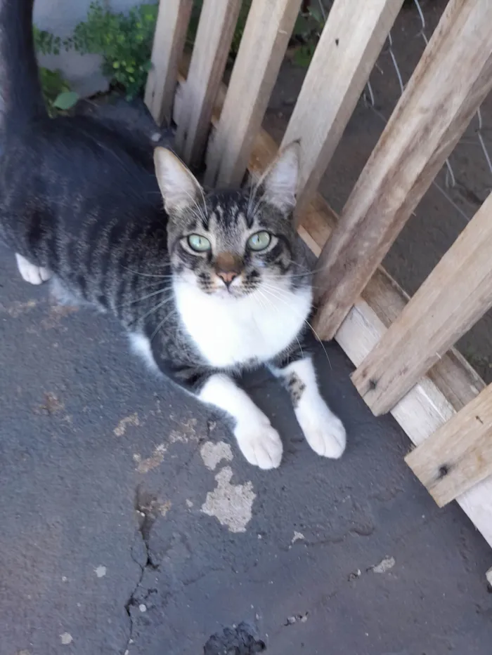 Gato ra a SRD-ViraLata idade 3 anos nome Bento