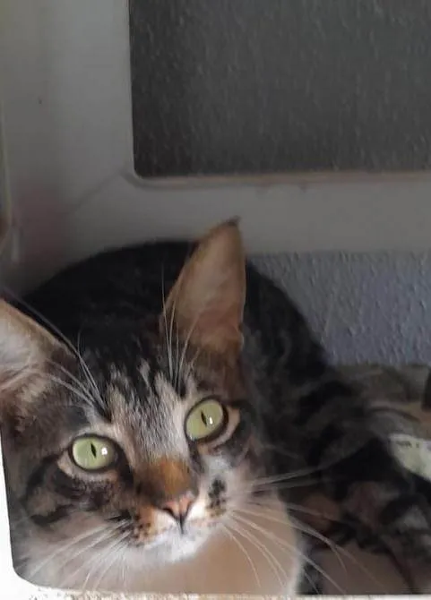 Gato ra a SRD-ViraLata idade 3 anos nome Bento