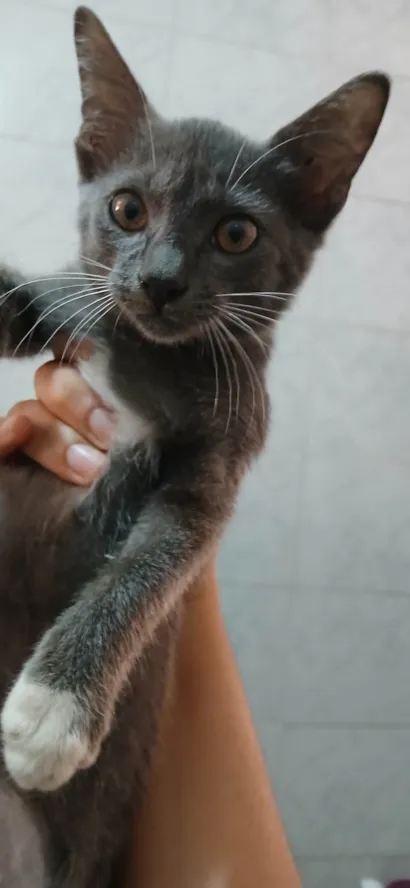 Gato ra a SRD-ViraLata idade 2 a 6 meses nome Sem nome