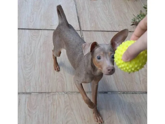 Cachorro raça Pinscher idade 7 a 11 meses nome Luna