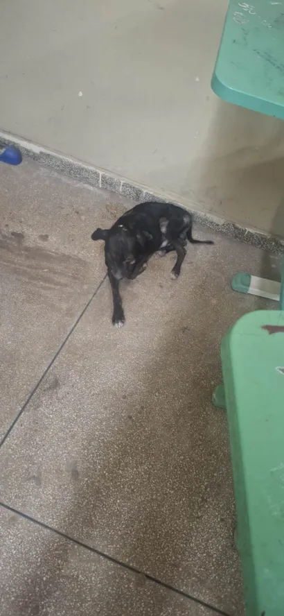 Cachorro ra a SRD-ViraLata idade 7 a 11 meses nome Não tem um nome
