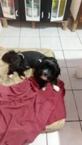 Cachorro ra a Lhasa Apso idade 1 ano nome Zequinha 