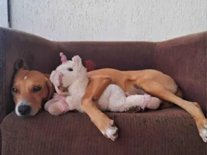 Cachorro raça SRD-ViraLata idade 2 anos nome Mel 