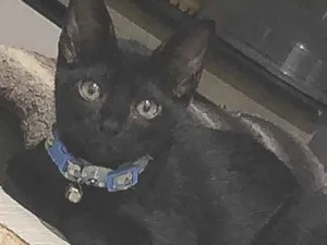 Gato raça SRD-ViraLata idade 2 a 6 meses nome Salém 