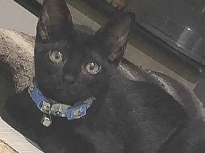 Gato ra a SRD-ViraLata idade 2 a 6 meses nome Salém 