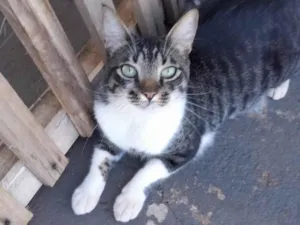 Gato raça SRD-ViraLata idade 3 anos nome Bento