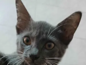 Gato raça SRD-ViraLata idade 2 a 6 meses nome Sem nome