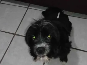 Cachorro raça Lhasa Apso idade 1 ano nome Zequinha 