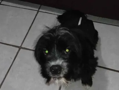 Cachorro raça Lhasa Apso idade 1 ano nome Zequinha 