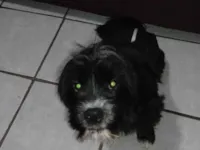 Cachorro ra a Lhasa Apso idade 1 ano nome Zequinha 