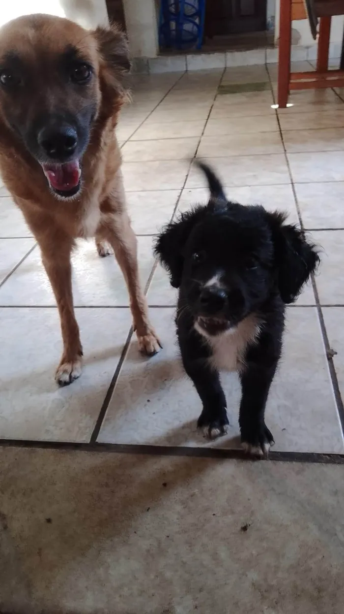 Cachorro ra a SRD-ViraLata idade 2 a 6 meses nome Filhotes