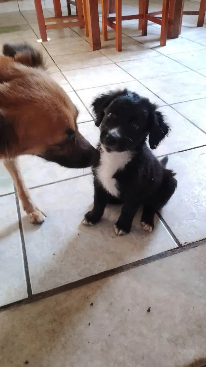 Cachorro ra a SRD-ViraLata idade 2 a 6 meses nome Filhotes