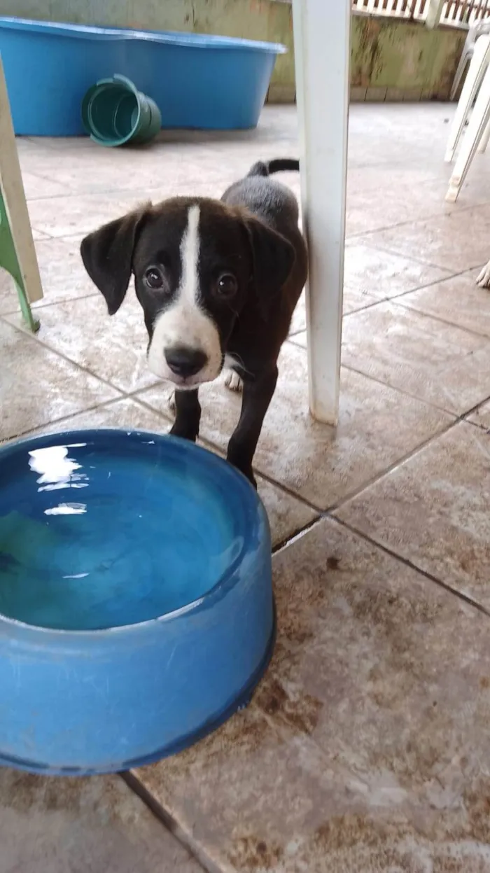 Cachorro ra a SRD-ViraLata idade 2 a 6 meses nome Filhotes
