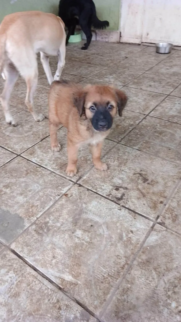 Cachorro ra a SRD-ViraLata idade 2 a 6 meses nome Filhotes