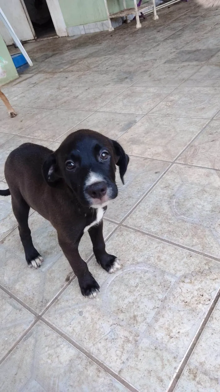 Cachorro ra a SRD-ViraLata idade 2 a 6 meses nome Filhotes