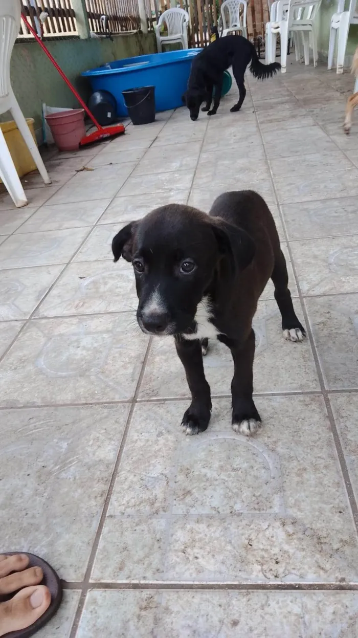 Cachorro ra a SRD-ViraLata idade 2 a 6 meses nome Filhotes