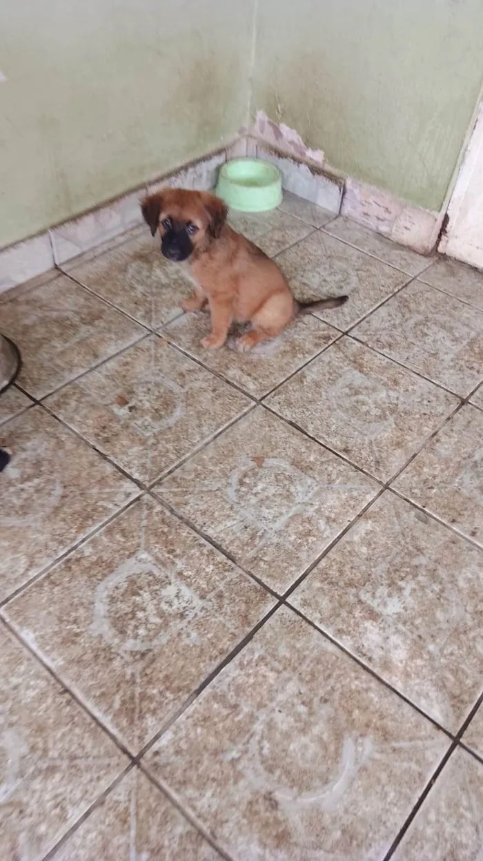 Cachorro ra a SRD-ViraLata idade 2 a 6 meses nome Filhotes