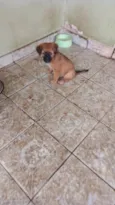 Cachorro ra a SRD-ViraLata idade 2 a 6 meses nome Filhotes
