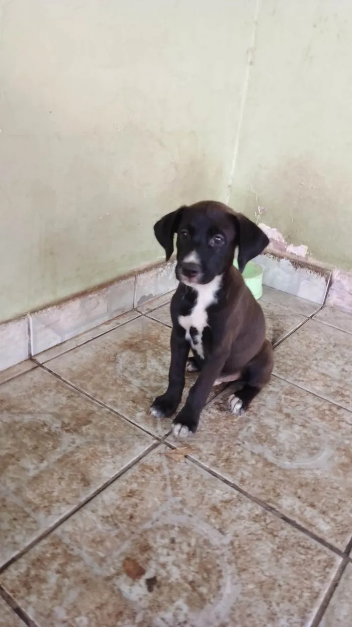Cachorro ra a SRD-ViraLata idade 2 a 6 meses nome Filhotes