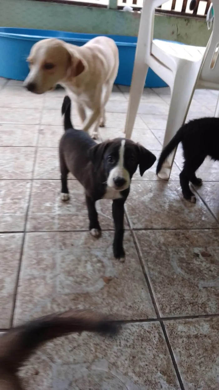 Cachorro ra a SRD-ViraLata idade 2 a 6 meses nome Filhotes