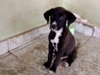 Cachorro raça SRD-ViraLata idade 2 a 6 meses nome Filhotes