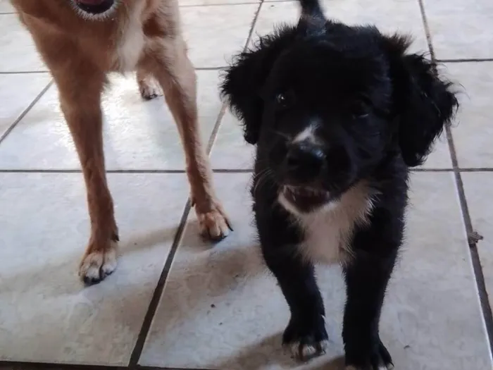 Cachorro ra a SRD-ViraLata idade 2 a 6 meses nome Filhotes