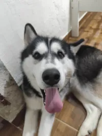 Cachorro ra a Husky Siberiano idade 1 ano nome Theo 