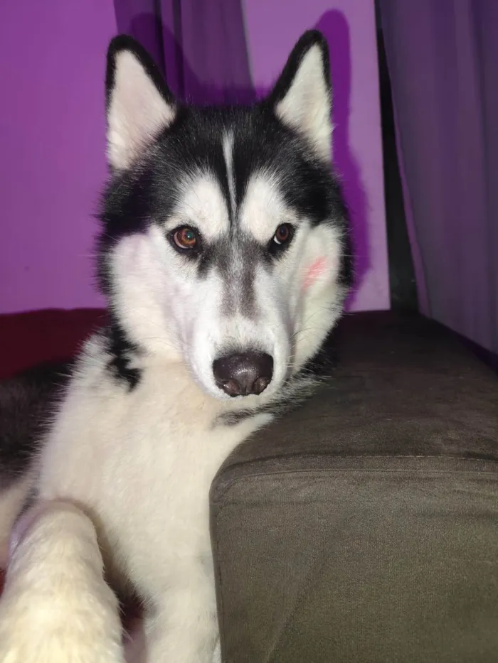Cachorro ra a Husky Siberiano idade 1 ano nome Theo 