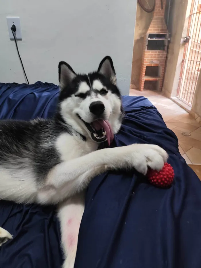 Cachorro ra a Husky Siberiano idade 1 ano nome Theo 