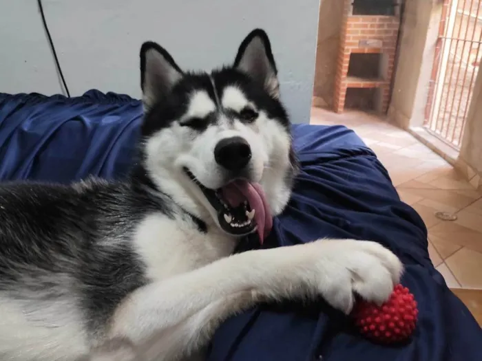 Cachorro raça Husky Siberiano idade 1 ano nome Theo 