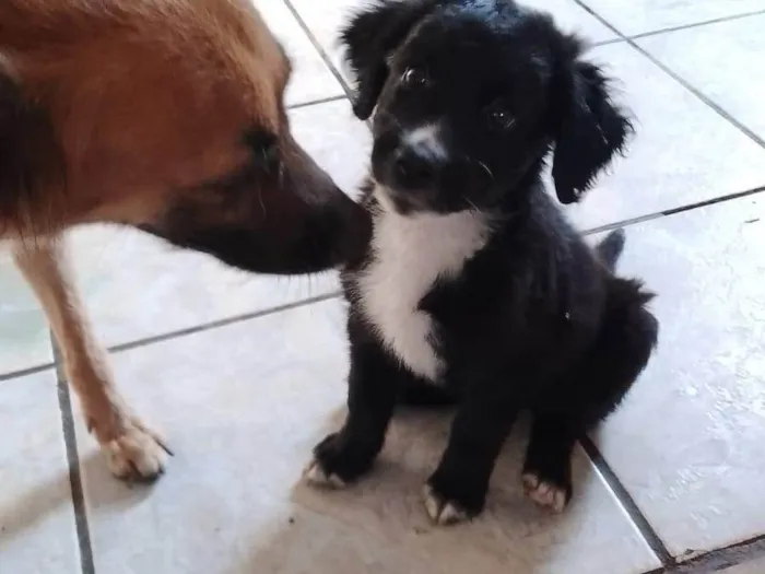 Cachorro ra a SRD-ViraLata idade 2 a 6 meses nome Filhotes