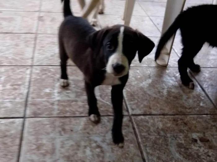 Cachorro ra a SRD-ViraLata idade 2 a 6 meses nome Filhotes