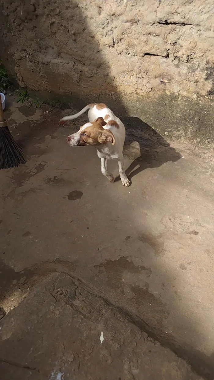 Cachorro raça SRD-ViraLata idade 2 a 6 meses nome Branquinha e bolinha 