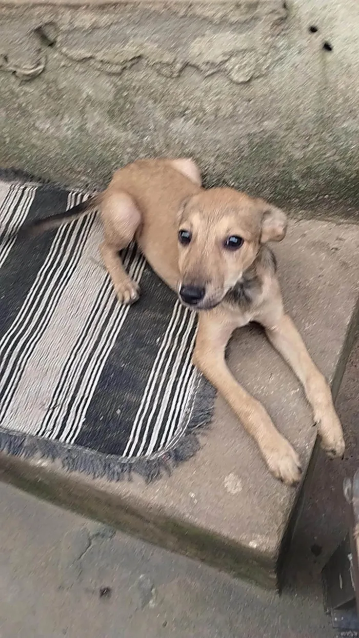 Cachorro raça SRD-ViraLata idade 2 a 6 meses nome Bolinha 