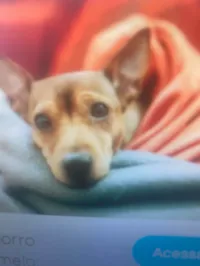 Cachorro ra a SRD-ViraLata idade 7 a 11 meses nome Bela