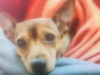 Cachorro ra a SRD-ViraLata idade 7 a 11 meses nome Bela