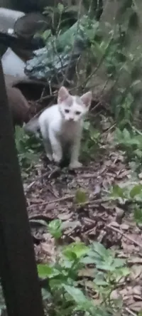 Gato ra a SRD-ViraLata idade 2 a 6 meses nome Apollo 