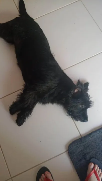 Cachorro ra a SRD-ViraLata idade 1 ano nome Meg