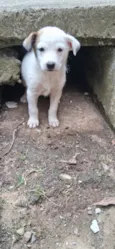 Cachorro ra a SRD-ViraLata idade Abaixo de 2 meses nome Ainda Sem Nome 