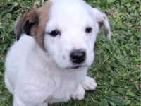 Cachorro ra a SRD-ViraLata idade Abaixo de 2 meses nome Ainda Sem Nome 