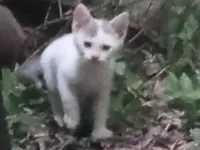 Gato ra a SRD-ViraLata idade 2 a 6 meses nome Apollo 