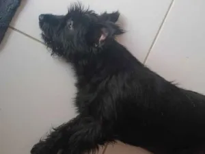 Cachorro raça SRD-ViraLata idade 1 ano nome Meg