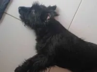 Cachorro raça SRD-ViraLata idade 1 ano nome Meg