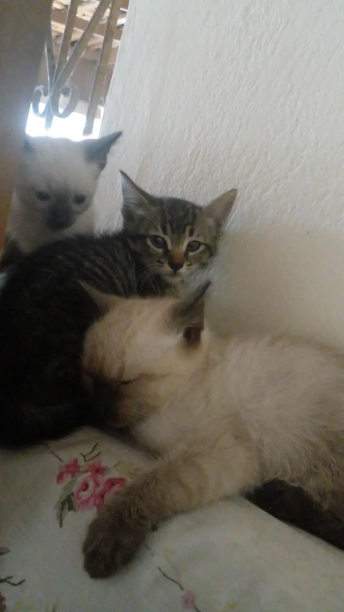 Gato ra a SRD-ViraLata idade 2 a 6 meses nome Eles ainda não possem nome.