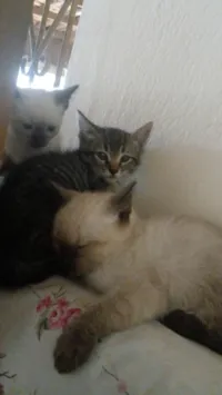 Eles ainda não possem nome.