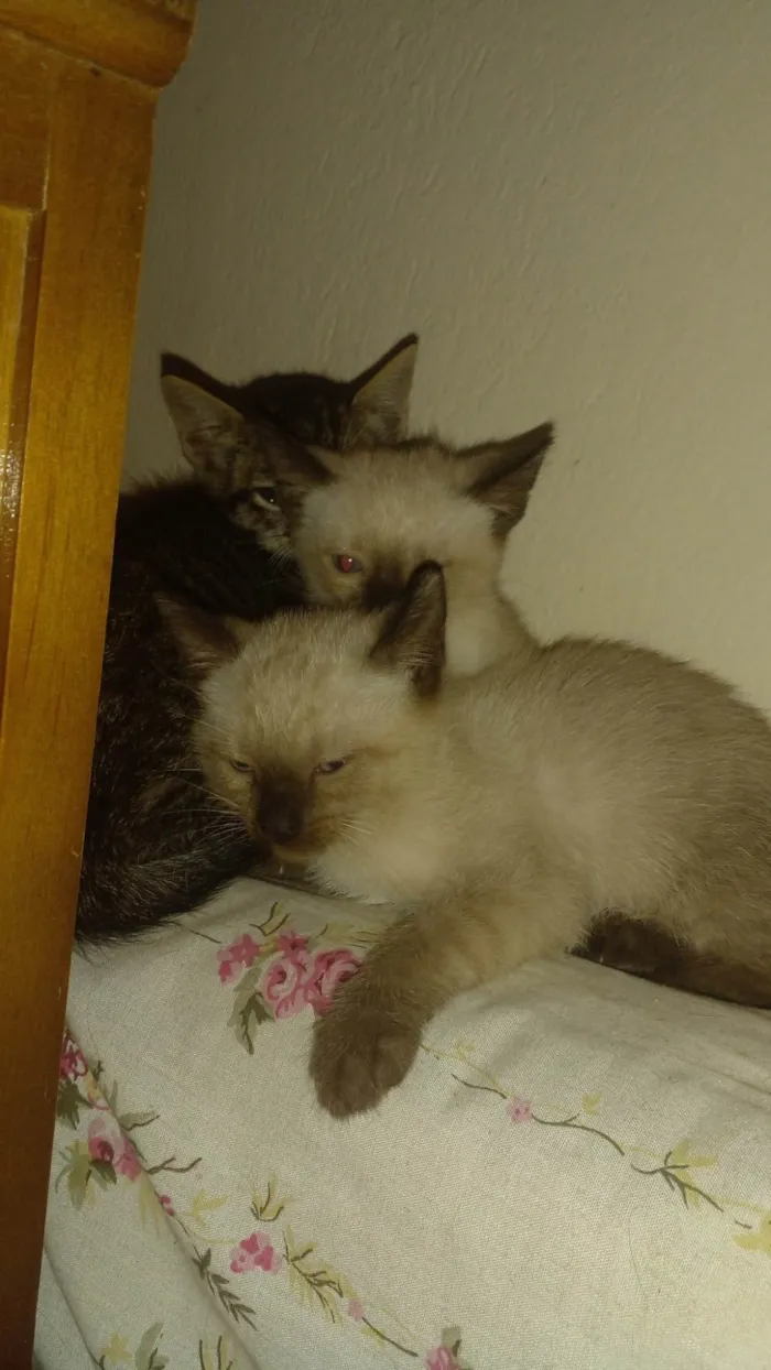 Eles ainda não possem nome.