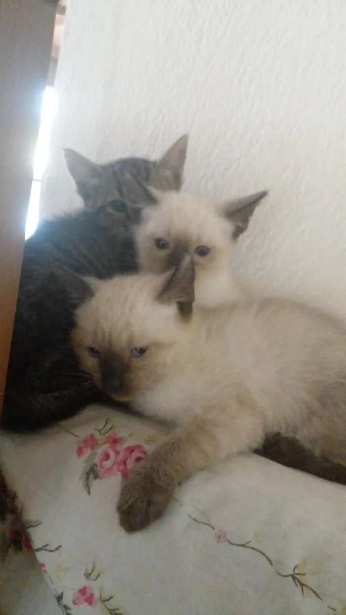 Gato ra a SRD-ViraLata idade 2 a 6 meses nome Eles ainda não possem nome.