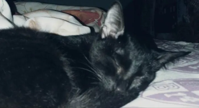 Gato ra a SRD-ViraLata idade 2 a 6 meses nome Eles ainda não possem nome.