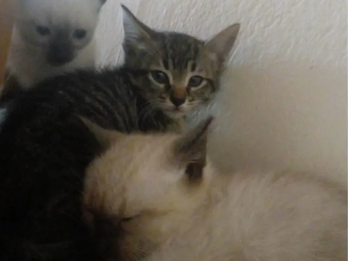 Gato ra a SRD-ViraLata idade 2 a 6 meses nome Eles ainda não possem nome.