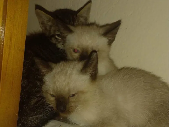 Gato ra a SRD-ViraLata idade 2 a 6 meses nome Eles ainda não possem nome.